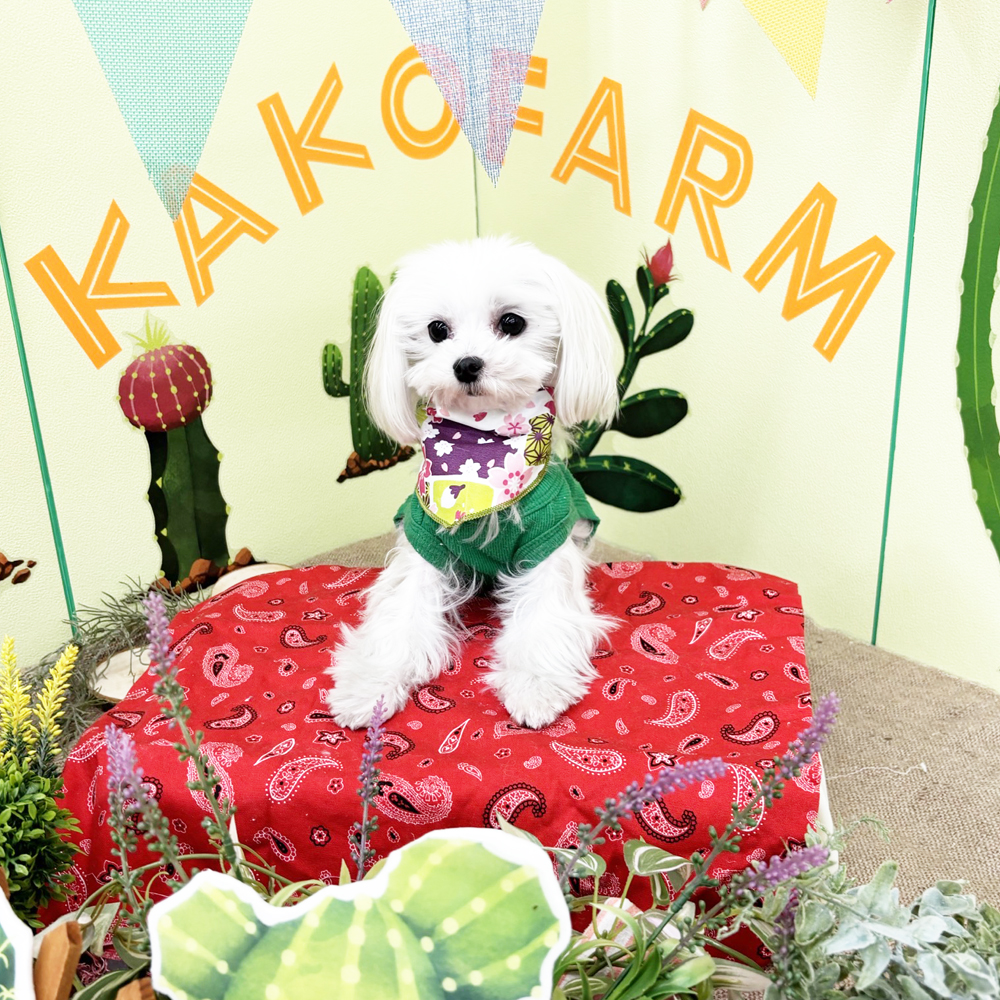 生徒とモデル犬の写真撮影会②